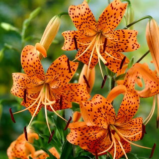 Lily, Tiger Lily - pacote XL - 50 unid.