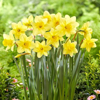 Narciso Barenwyn - Confezione XXXL 250 pz