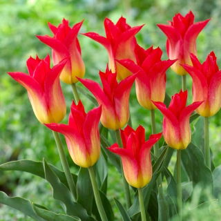 Tulipano Royal Gift - 5 pz