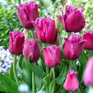 Tulipano viaggiatore - Confezione XL - 50 pz