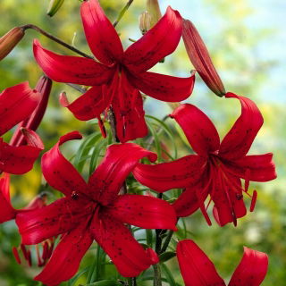 Red Velvet tiger lily - large package! - 10 pcs
