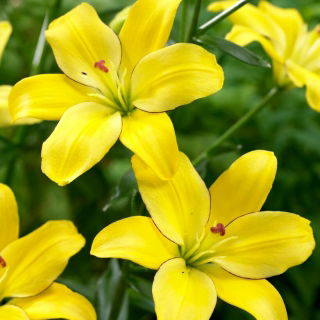 Lirio amarillo Cocotte sin polen, perfecto para jarrones - ¡paquete grande! - 10 piezas
