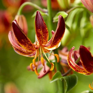arābu bruņinieka martagona lilija; Turk's cap lily - XL iepakojums - 50 gab.