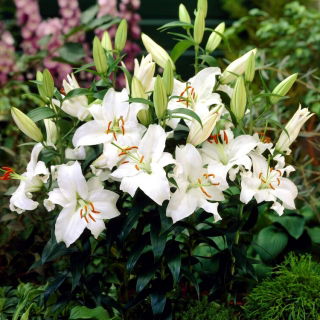 Siberia scented oriental lily - XL pack - 50 pcs