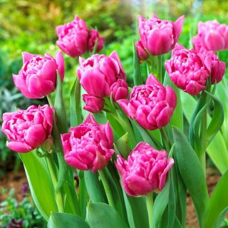 Dior-tulp - XL-verpakking - 50 st - 