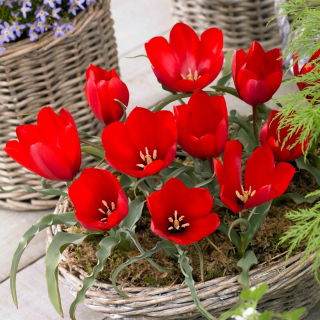 Tulipano di montagna Tulipa wilsoniana - 5 pz