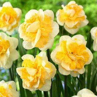 Narcis Progress - 3 ks