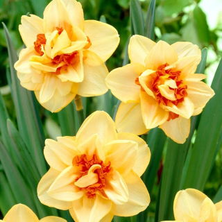 Innovator daffodil - 3 pcs