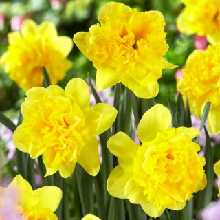 Tvillingblomst påskelilje - XXXL pakke 250 stk.