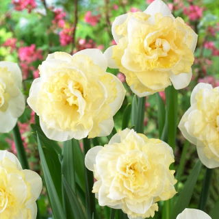 White Surprise daffodil - 5 pcs