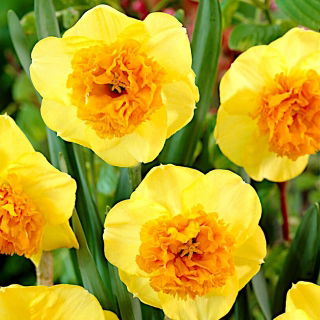 Moderne kunst narcis - 5 stuks - 