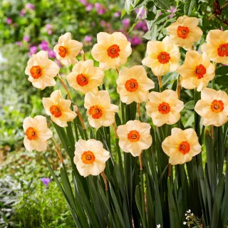 Altruist narcis - 5 kosov