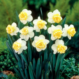 Narcis vlnitý - 5 ks.