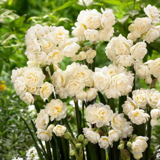 Erlicheer narcis - XXXL pak 250 st - 