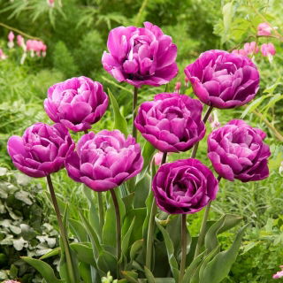 Blue Diamond tulip - XL pack - 50 pcs