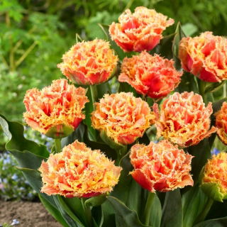 Brisbane tulip - XL pack - 50 pcs