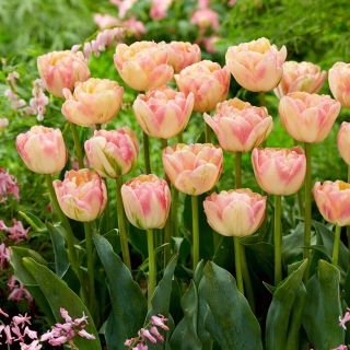 Creme Upstar tulip - 5 pcs