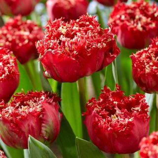 Qatar tulip - XL pack - 50 pcs