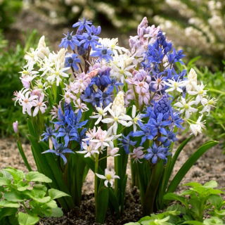 Selezione del colore della squill alpina - 10 pezzi; scilla a due foglie