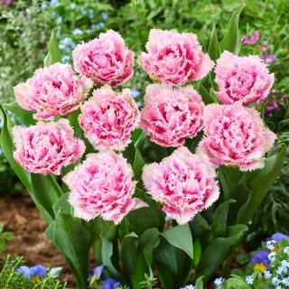 Cairns tulip - 5 pcs