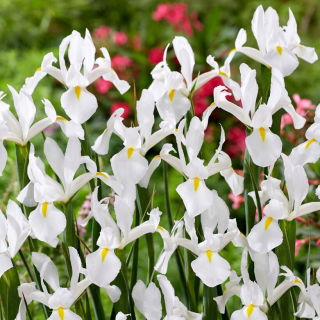 Alaska holländsk iris - 10 st
