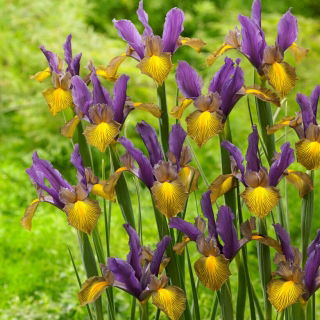 Picasso Dutch iris - 10 pcs