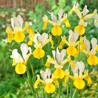 Symphony Dutch iris - 10 st