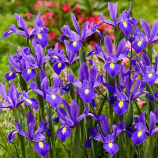 Iris Olandese Valentine - Confezione XXL 100 pz