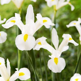 White Magic Holländische Iris - 10 Stk - 