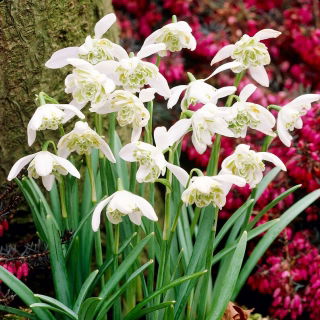 Hippolyta - dobbeltblomstret vintergæk - XXL pakke 150 stk.