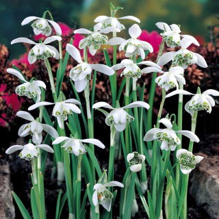 Campanilla blanca Jaquenetta - 1 pieza