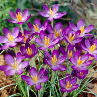 Woodland krokus Whitewell Purple - XXXL balení - 500 ks. ; raný krokus, Tommasiniho krokus