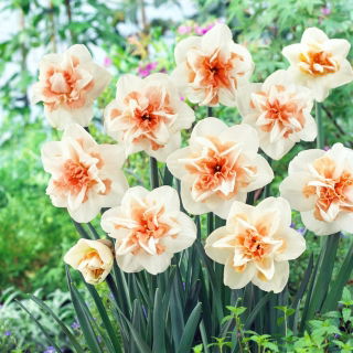 Narcissus Delnashaugh - Daffodil Delnashaugh - XXXL pack  250 pcs