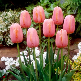 Tulipa Menton - Tulip Menton - XXXL förpackning 250 st