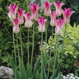 Tulipa Florosa - Tulipa Florosa - pacote XXXL 250 unid.
