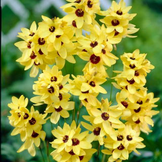 Ixia - Yellow Emperor - XXXL pakke - 1250 stk.; majs lilje