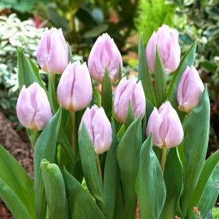 Tulip 'Candy Prince' - XXXL pack  250 pcs
