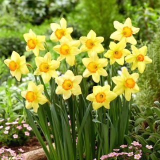 Narciso Red Devon - XXXL conf. 250 pz