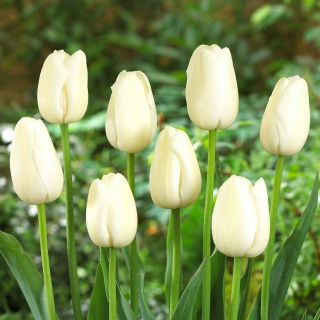 Tulip Maureen - XXXL pack  250 pcs