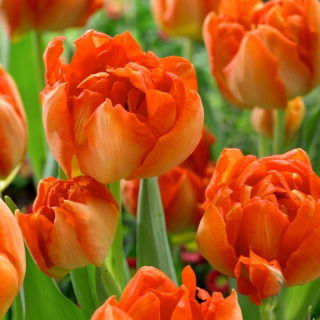 Tulipano Monte Arancio - 5 pz