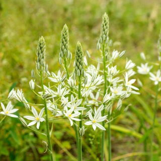 Estrella de Belén, estrella de leche - Ornithogalum ponticum Sochi - 1ud