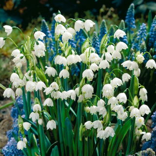 Gravetye Giant summer snowflake - 5 pcs; Loddon lily
