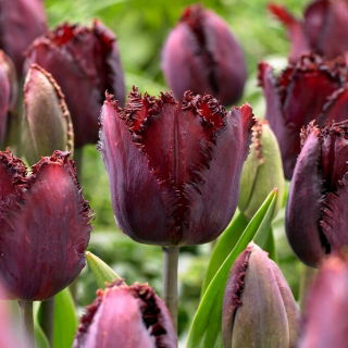 Black Jewel tulip - XXXL pack  250 pcs