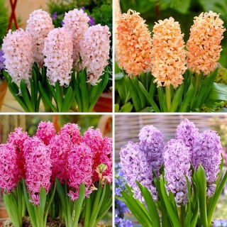 Jacinthe - selection de quatre varietes de plantes a fleurs - 24 pcs