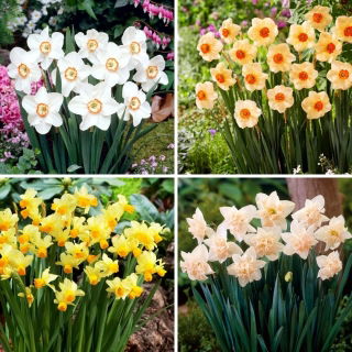 Narcisa - selectie de patru soiuri de plante cu flori - 40 buc.