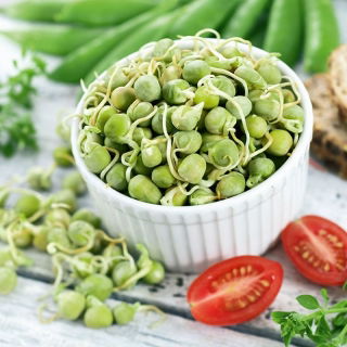 Sprouts - zaden - Erwt - Pisum sativum