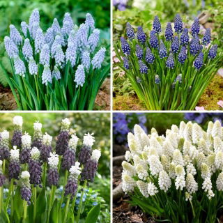 Jacinto de uva - selección de cuatro variedades de plantas con flores - 72 piezas