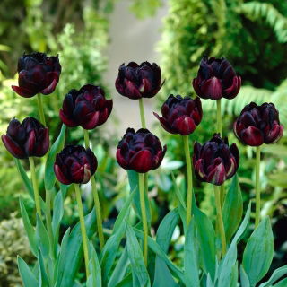 Tulp Black Hero - Tulp Black Hero - XXXL pak 250 st - 