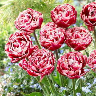 Tulipa Drumline - Tulip Drumline -  XXXL pack  250 pcs