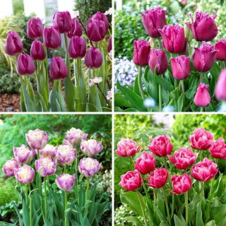 Tulipán - selección de cuatro variedades de plantas con flores - 40 piezas